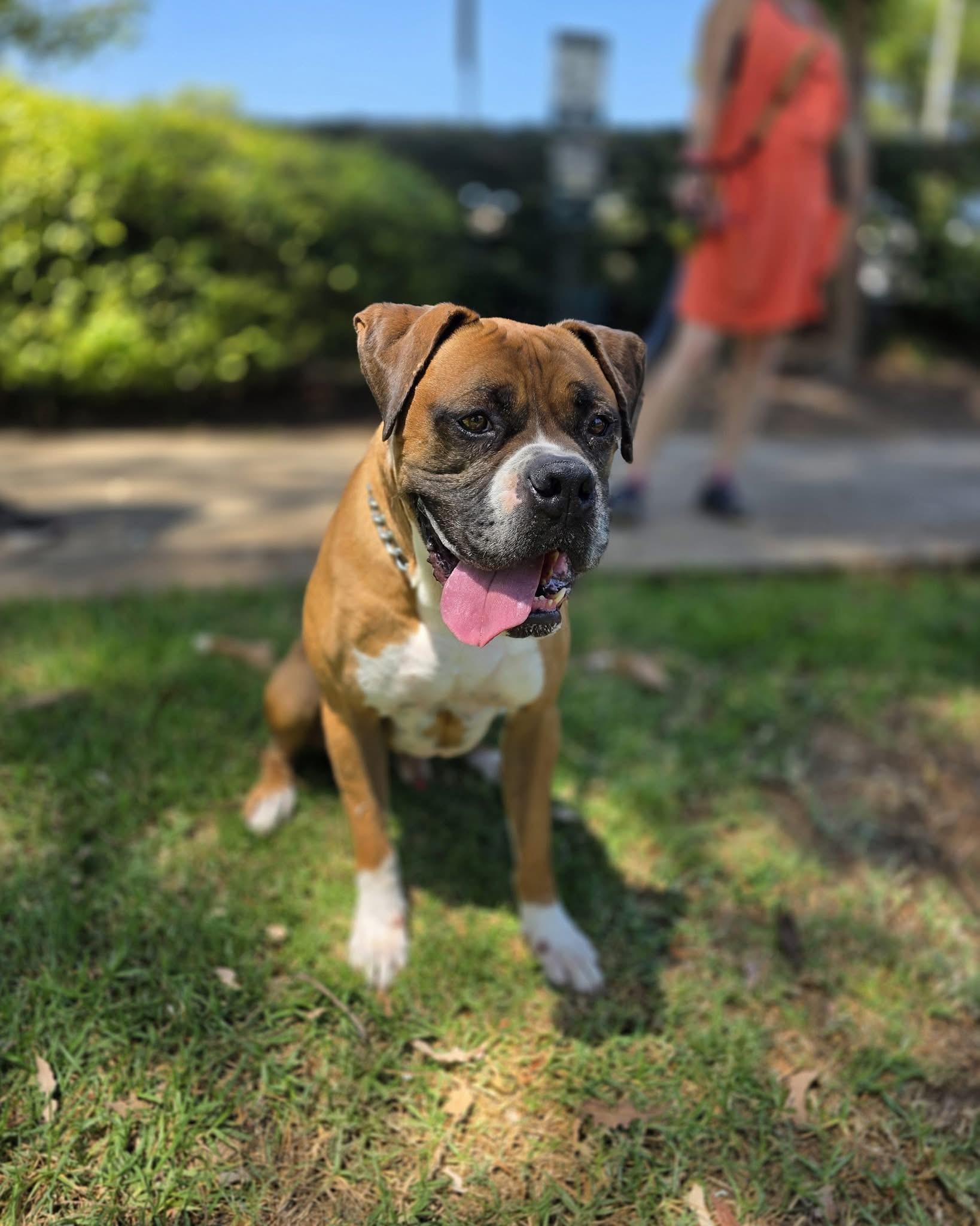 Rascal, an adopted mixed breed in Cool, CA image 2/6
