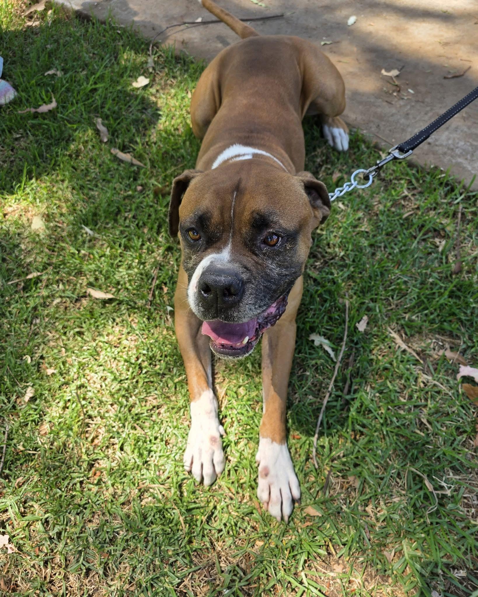 Rascal, an adopted mixed breed in Cool, CA image 3/6