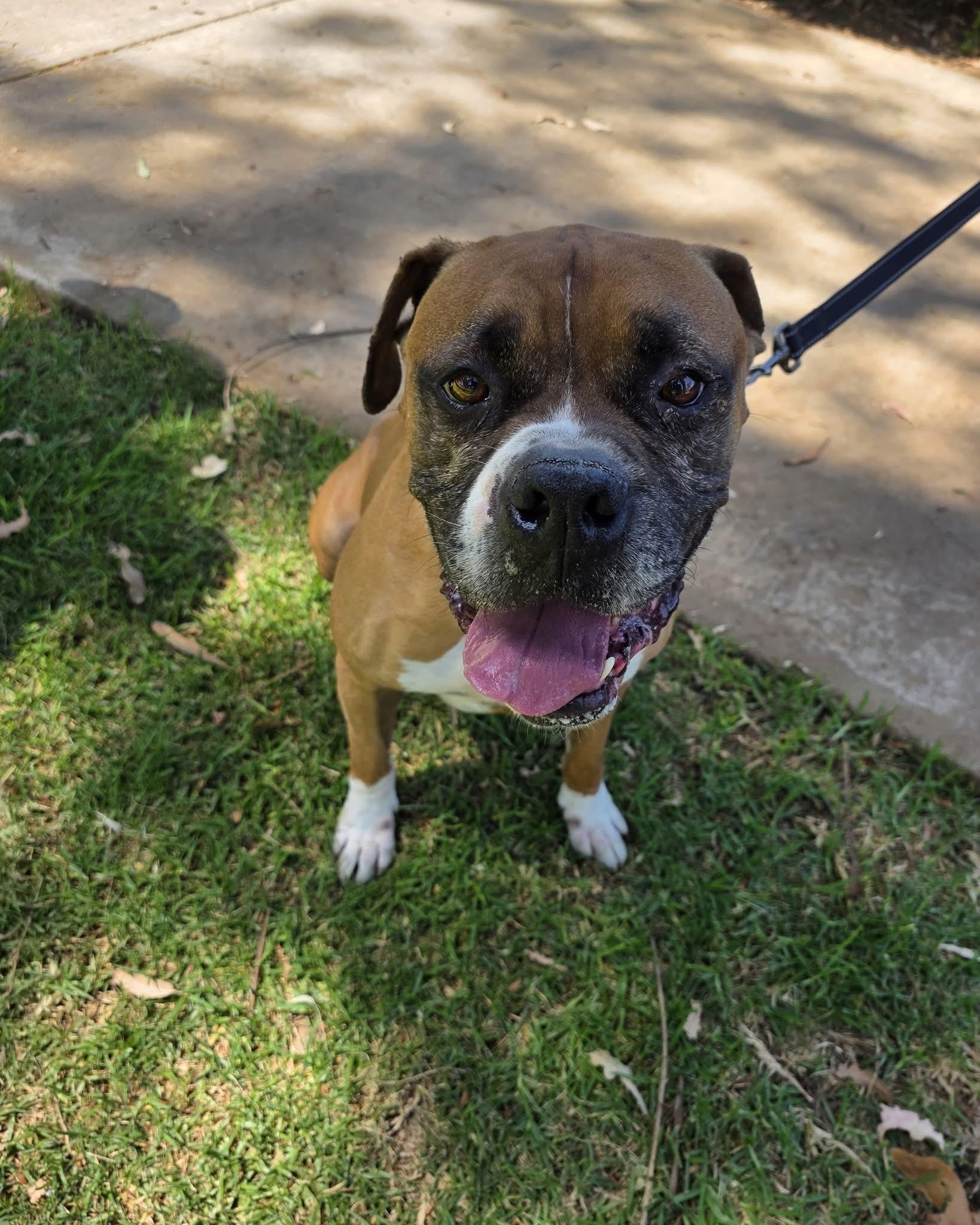 Rascal, an adopted mixed breed in Cool, CA image 4/6