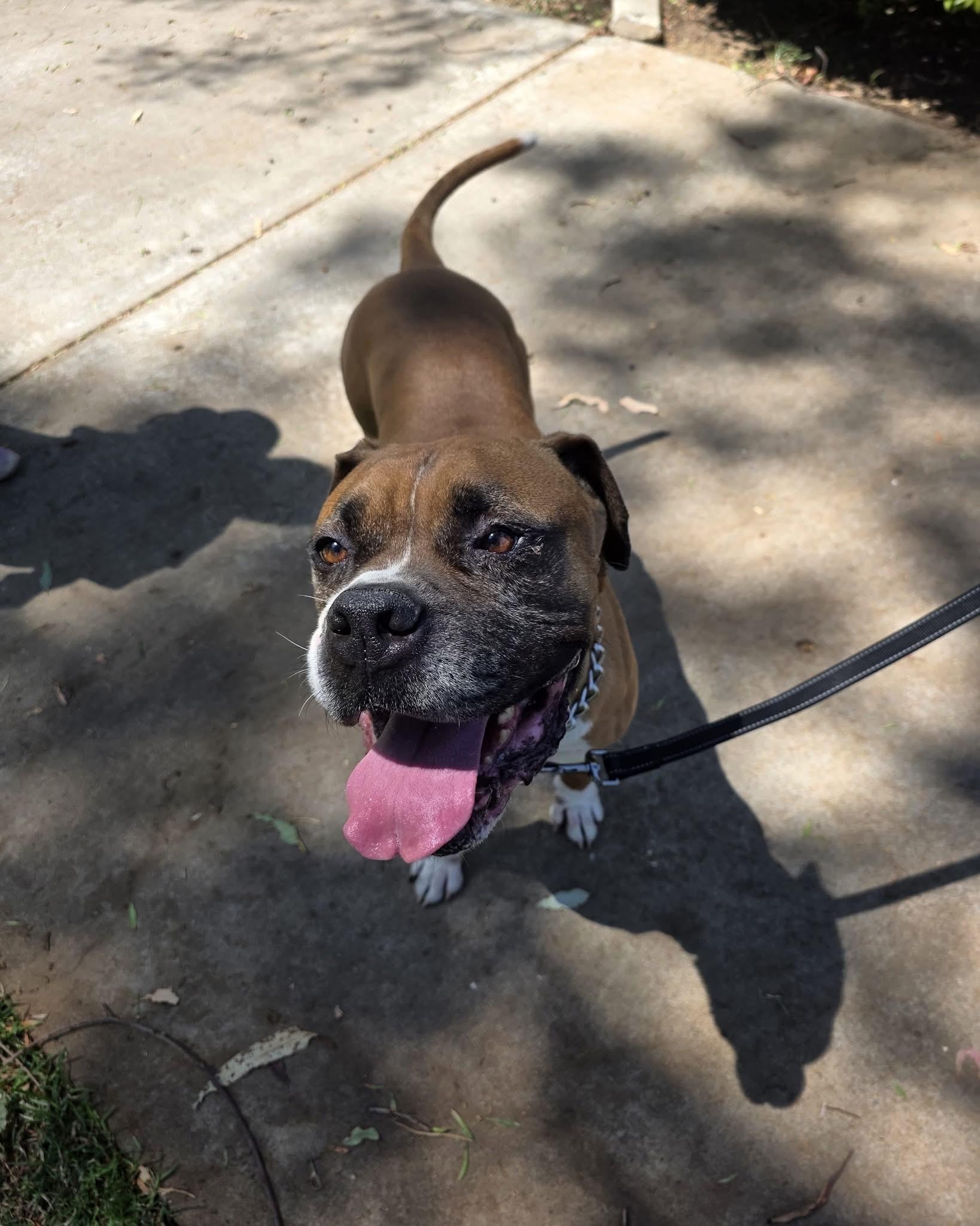 Rascal, an adopted mixed breed in Cool, CA image 5/6