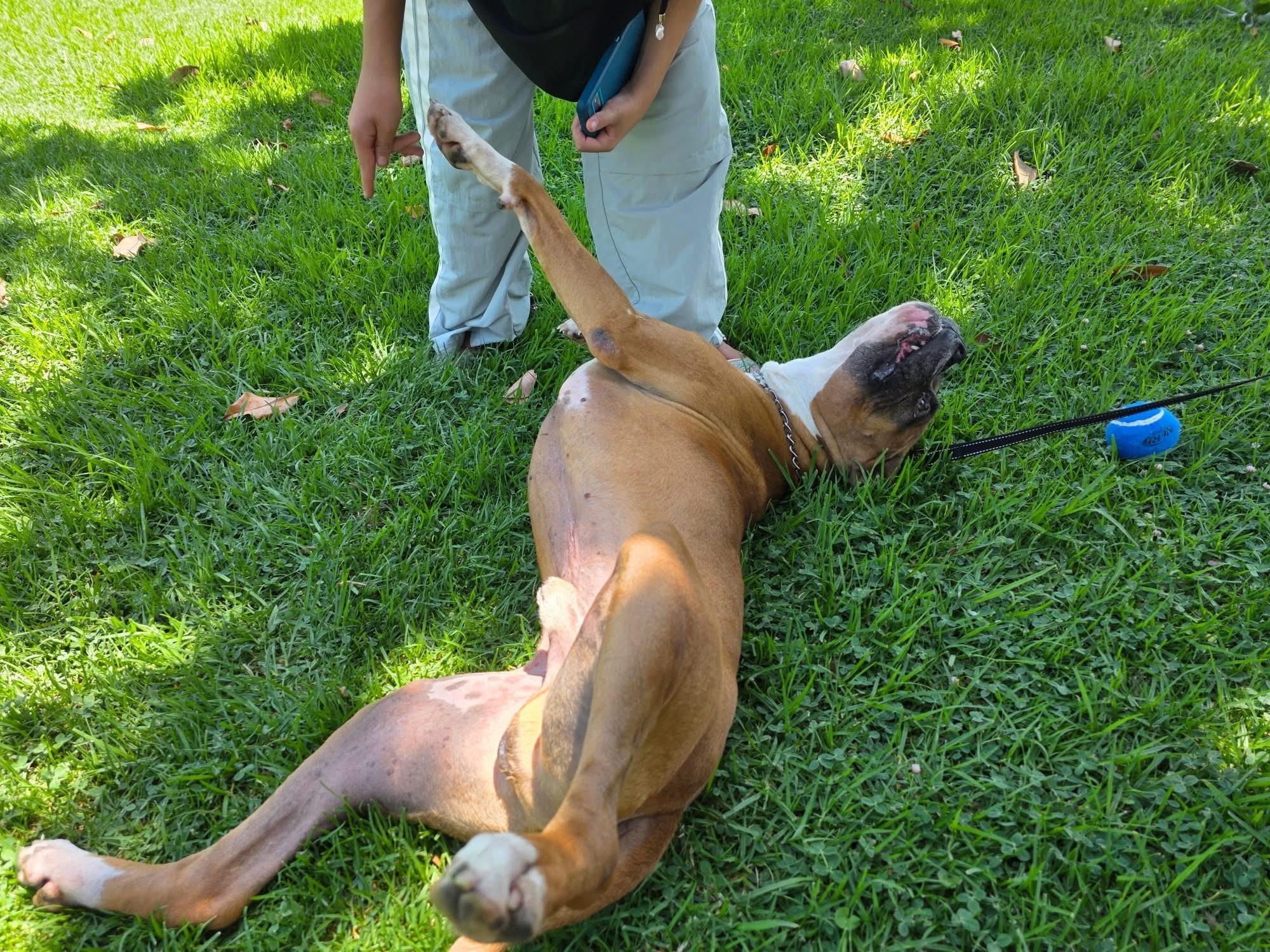 Rascal, an adopted mixed breed in Cool, CA image 6/6