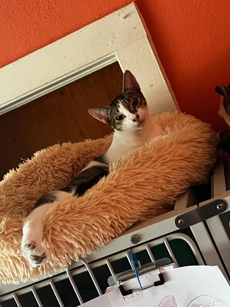 OLIVE, Adoptable, Young Female Domestic Short Hair.