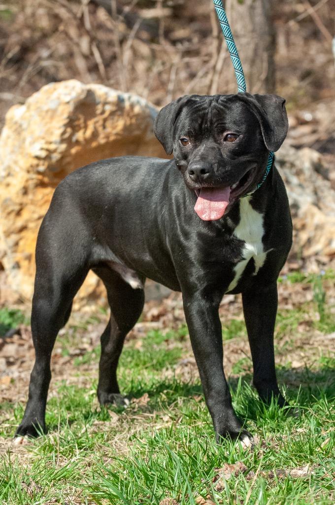 RB, Adoptable, Young Male Pit Bull Terrier.