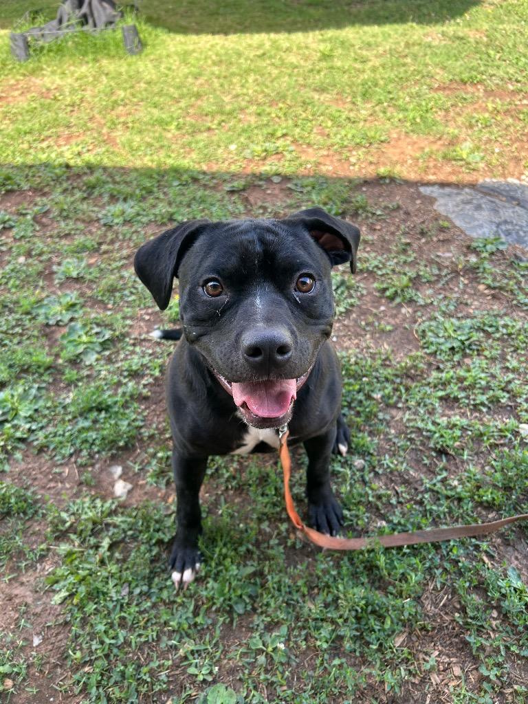 RB, a Adoptable mixed breed in Johnson City, TN image 3/6