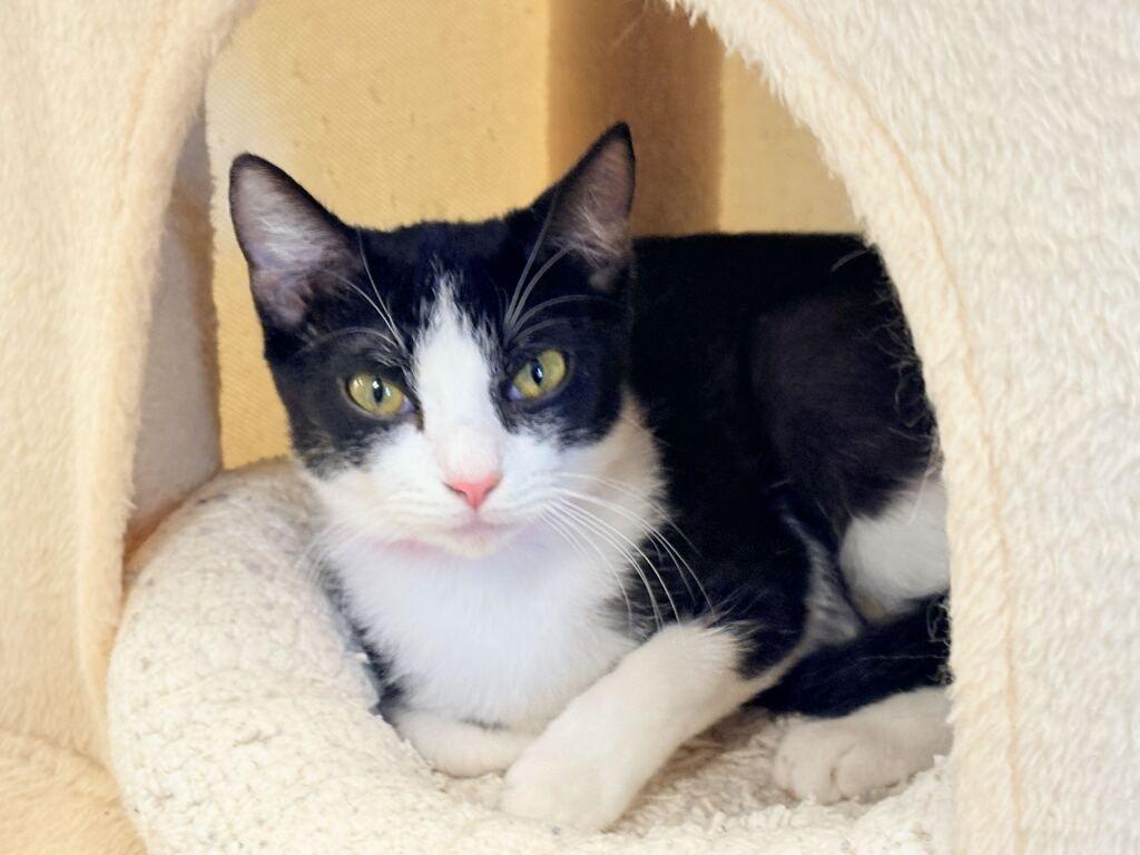 CLAIRE, Adoptable, Kitten Female Domestic Short Hair.