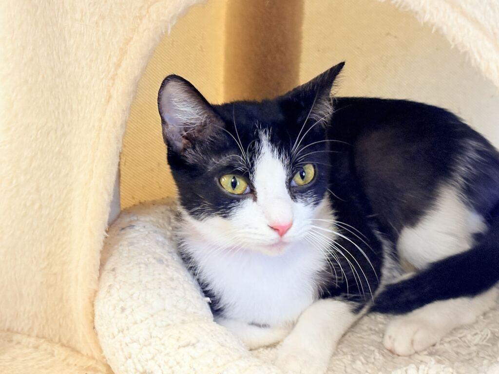 Enlarge CLAIRE, a Adoptable mixed breed in Athens, AL image 3/6