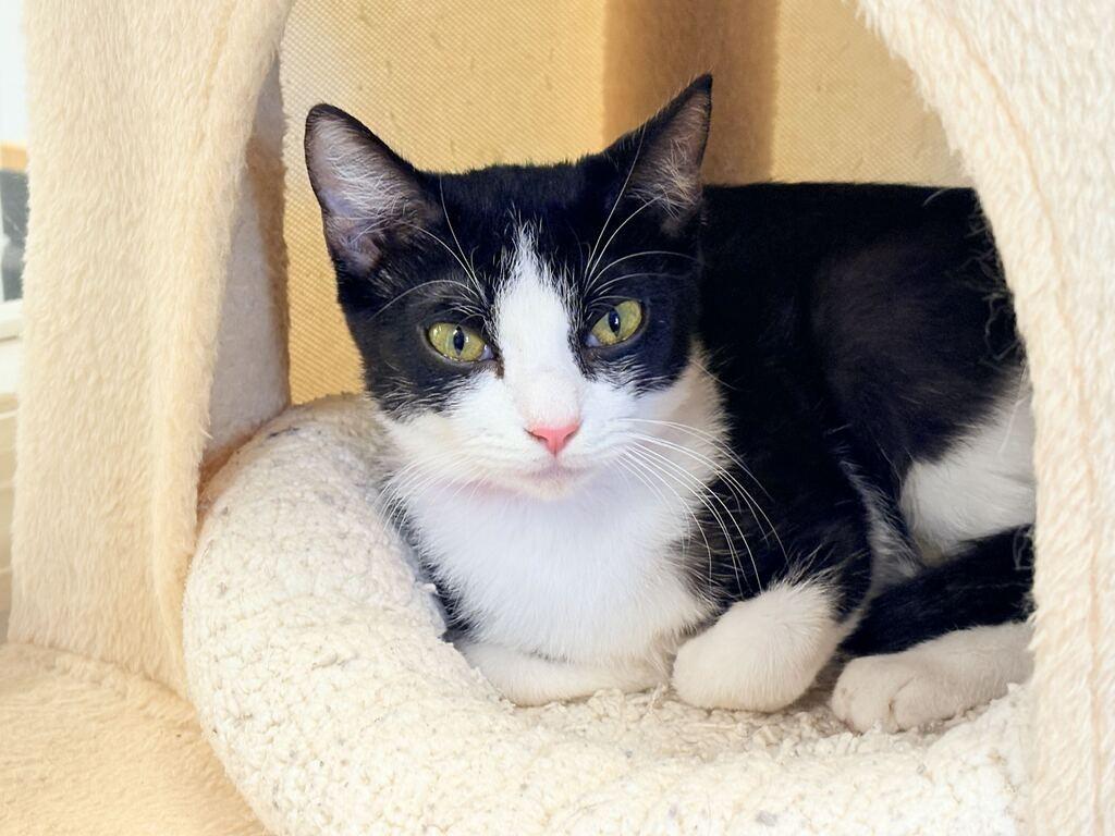 Enlarge CLAIRE, a Adoptable mixed breed in Athens, AL image 5/6