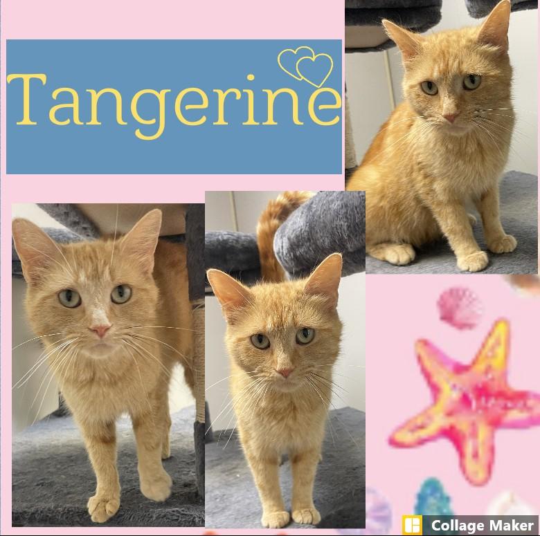 Enlarge Tangerine, a ADOPTABLE mixed breed in Clearfield, PA image 1/1