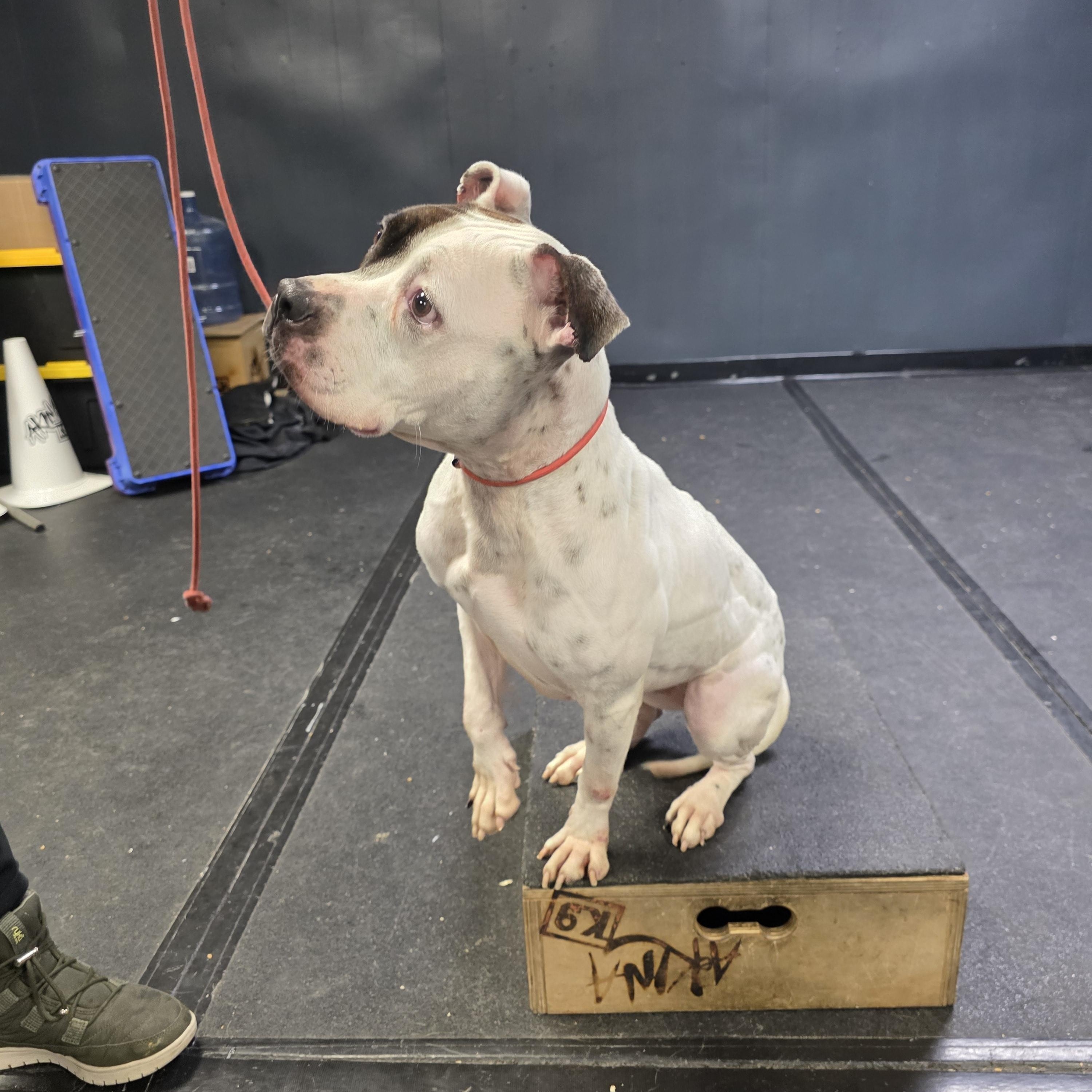 Baby, a ADOPTABLE American Staffordshire Terrier in San Juan Bautista, CA image 3/4