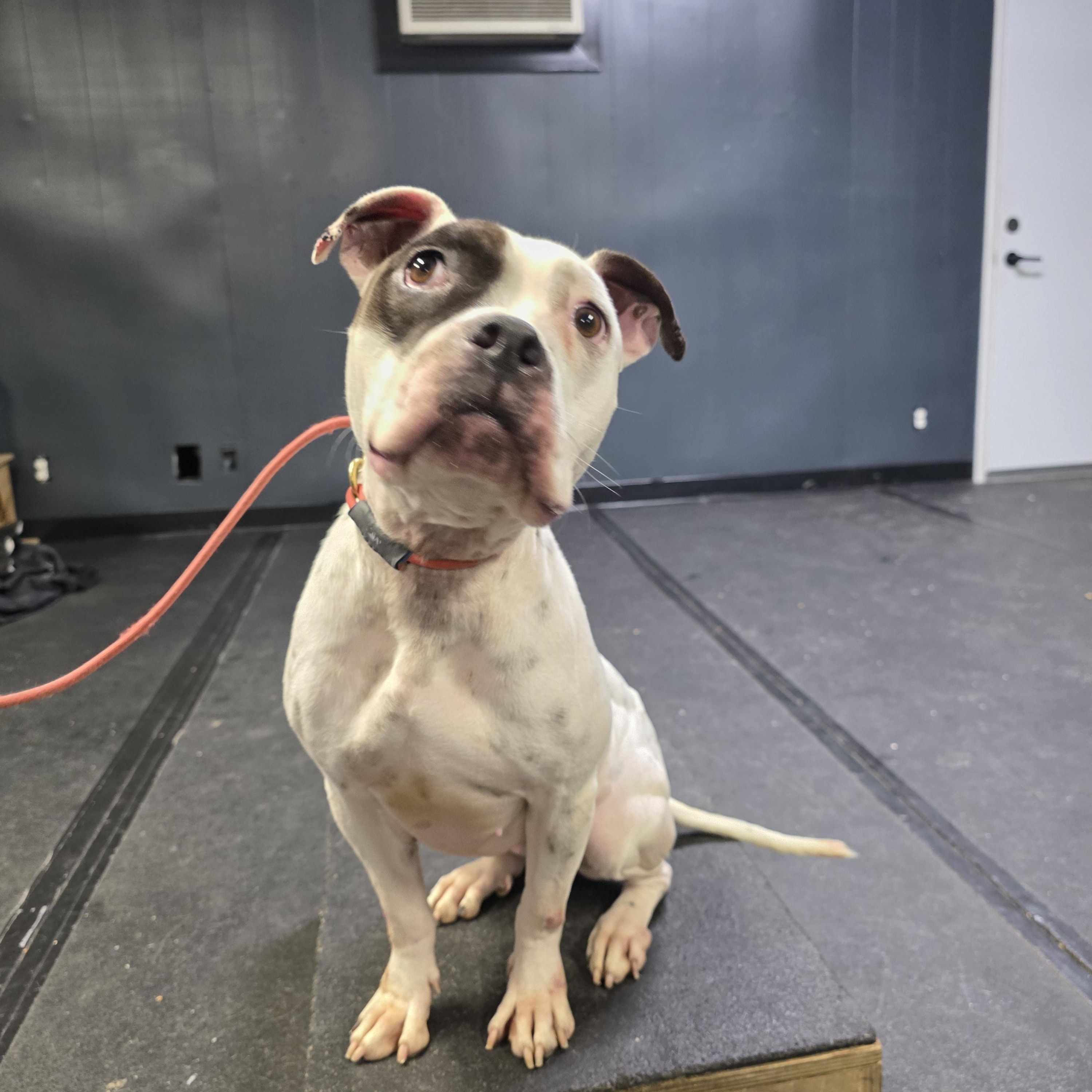 Baby, a ADOPTABLE American Staffordshire Terrier in San Juan Bautista, CA image 1/4