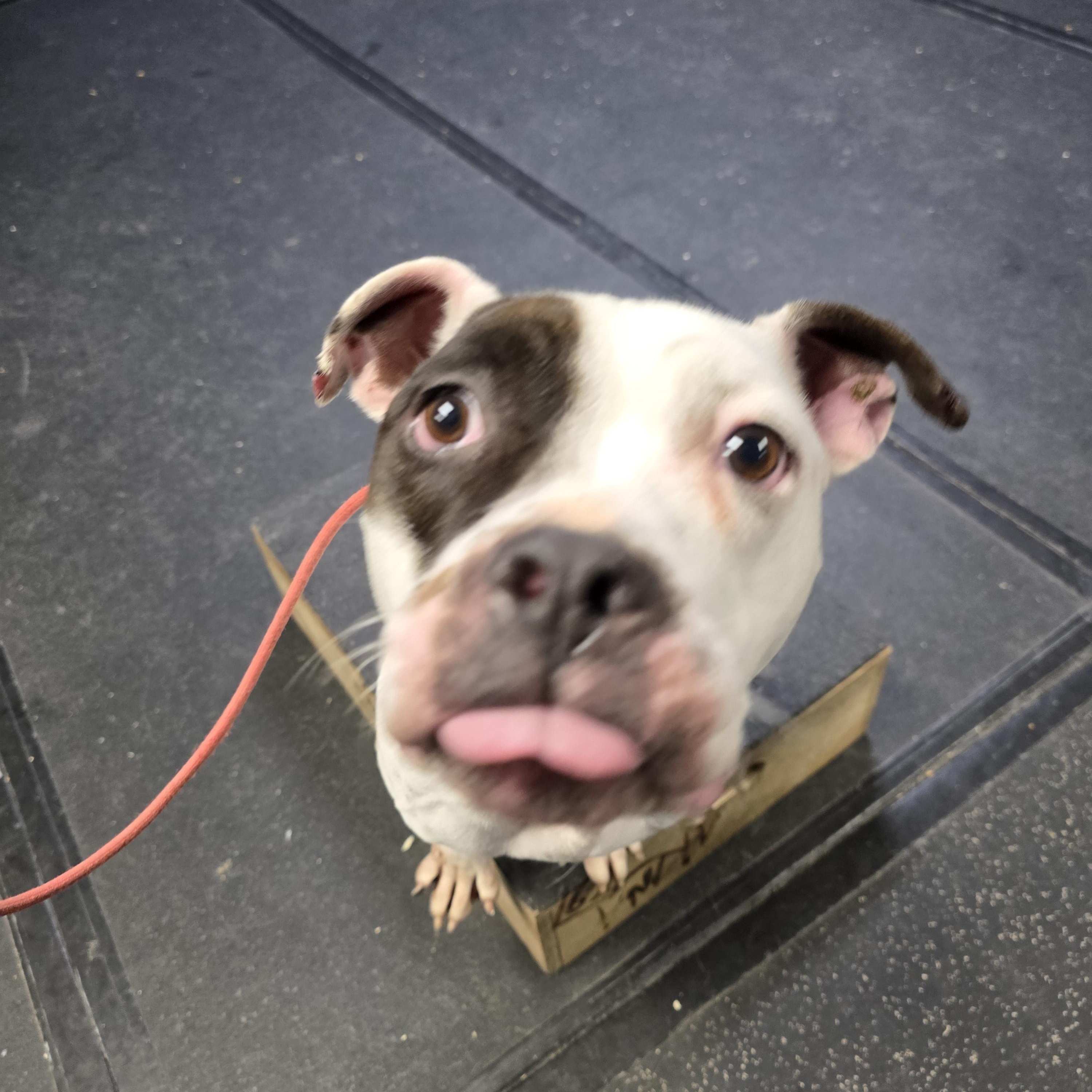 Baby, a ADOPTABLE American Staffordshire Terrier in San Juan Bautista, CA image 4/4