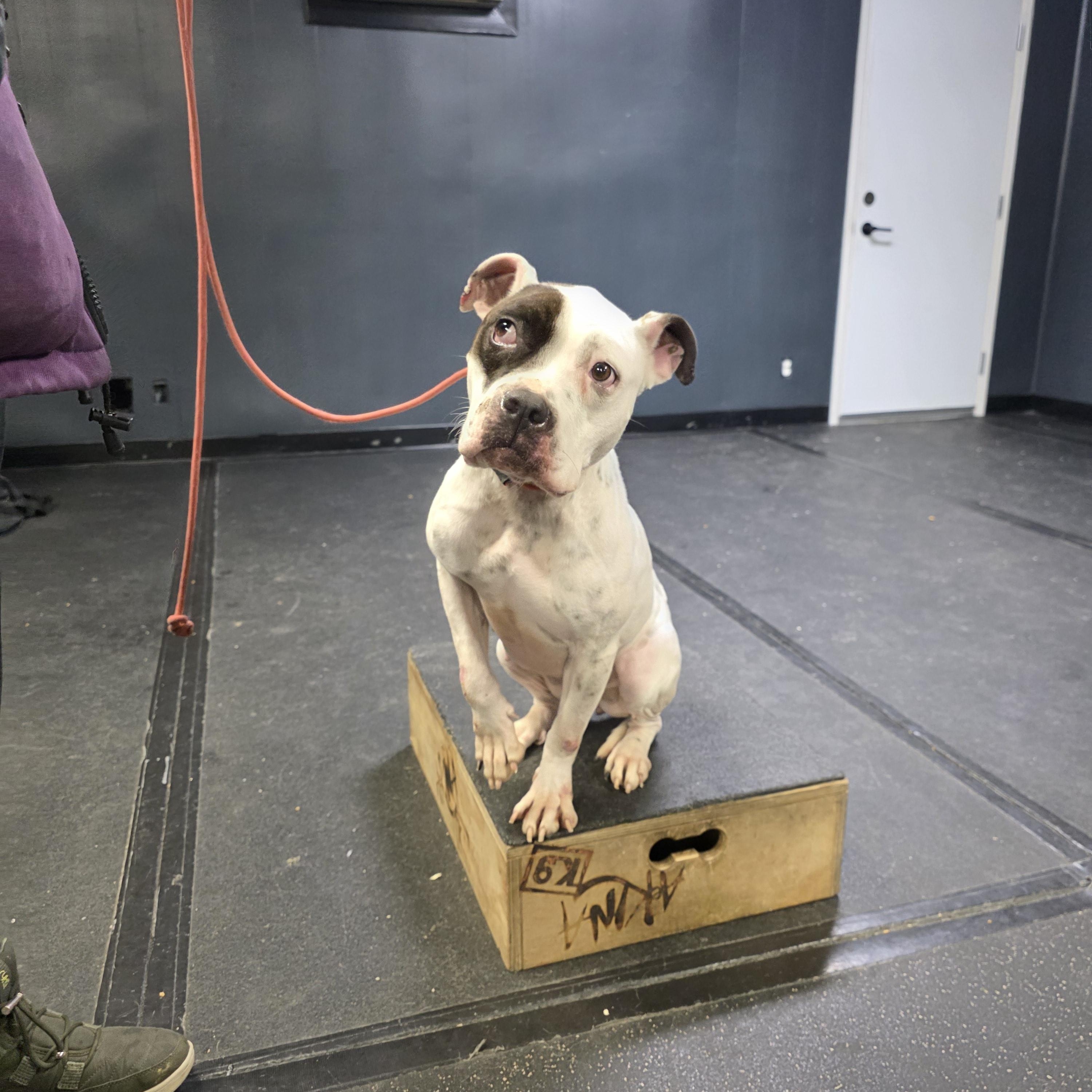 Baby, a ADOPTABLE American Staffordshire Terrier in San Juan Bautista, CA image 2/4