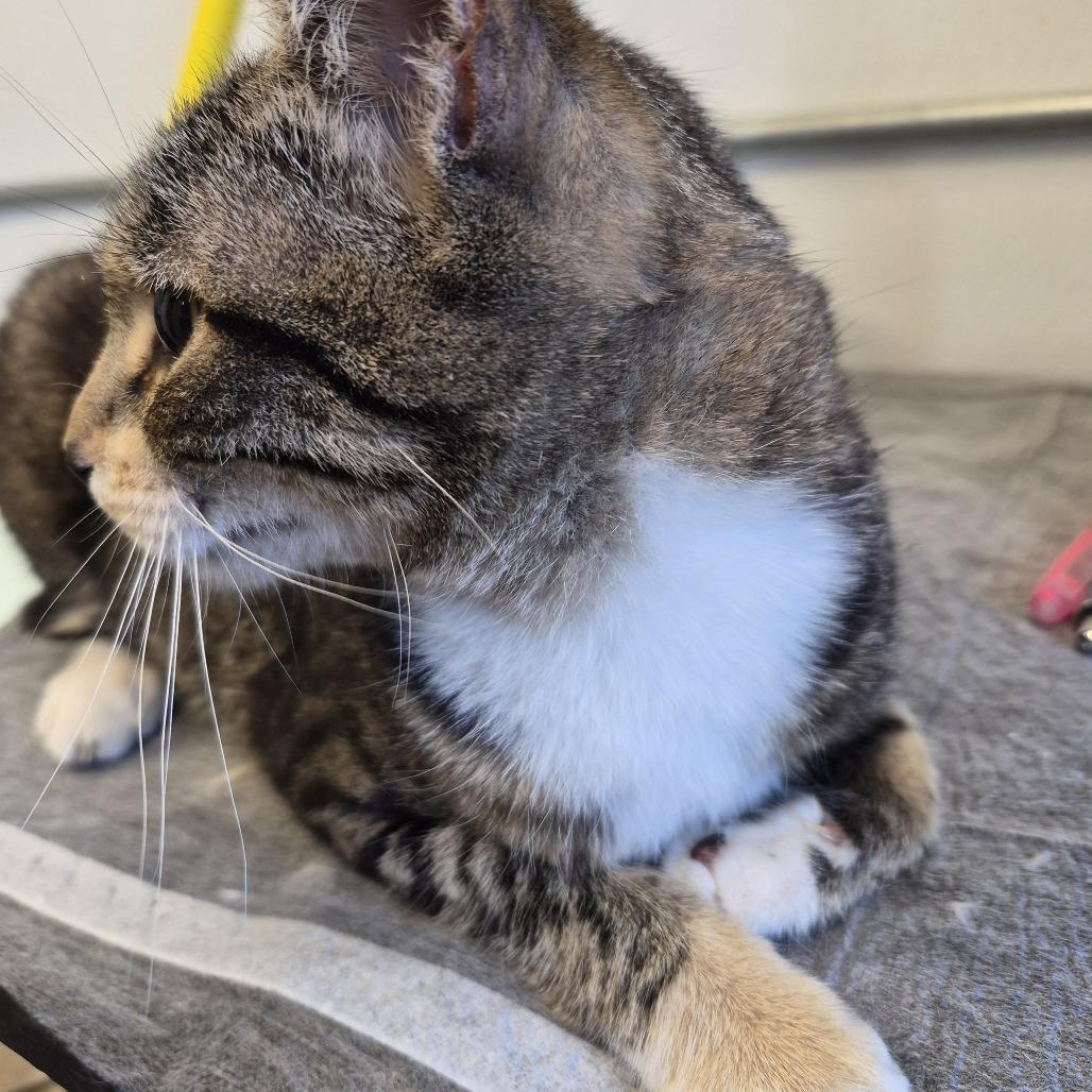 Enlarge Lucky Mellon, a Adoptable Domestic Short Hair in Natick, MA image 1/3