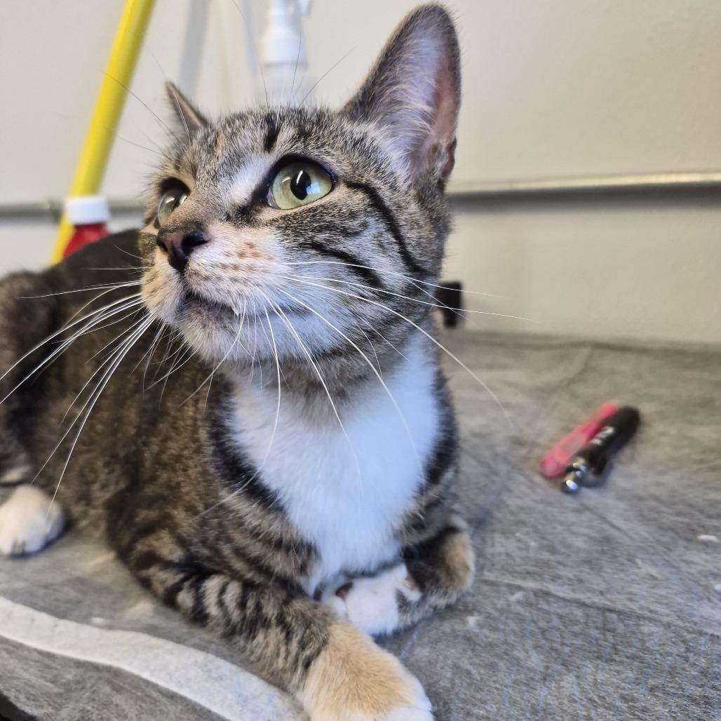 Enlarge Lucky Mellon, a Adoptable Domestic Short Hair in Natick, MA image 2/3