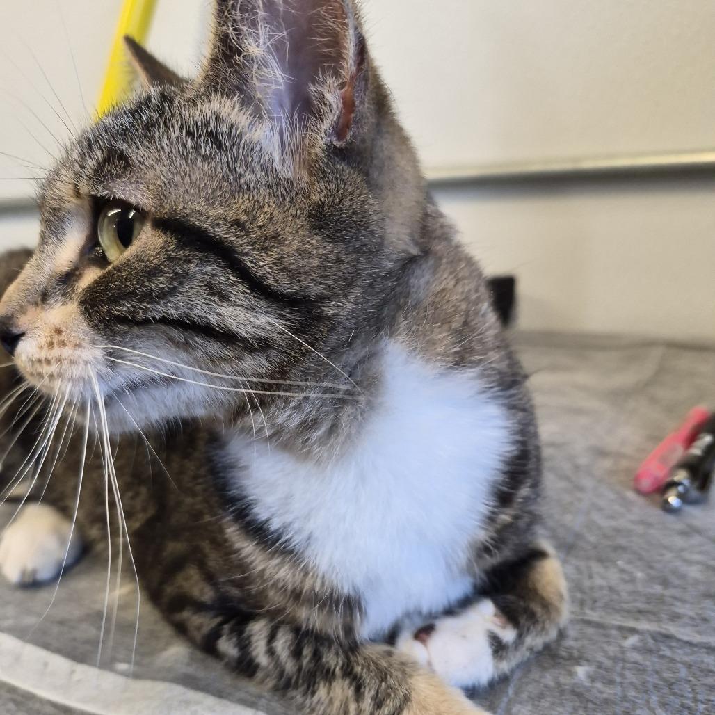 Enlarge Lucky Mellon, a Adoptable Domestic Short Hair in Natick, MA image 3/3