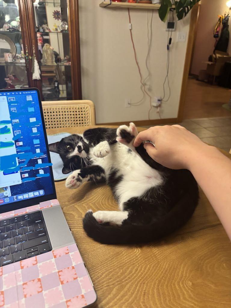 Coal & Obsidian - Bonded Brothers, a Adoptable mixed breed in Tacoma, WA image 2/6