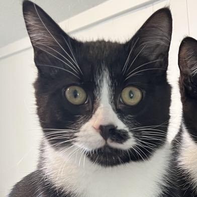 Coal & Obsidian - Bonded Brothers, a Adoptable mixed breed in Tacoma, WA image 4/6