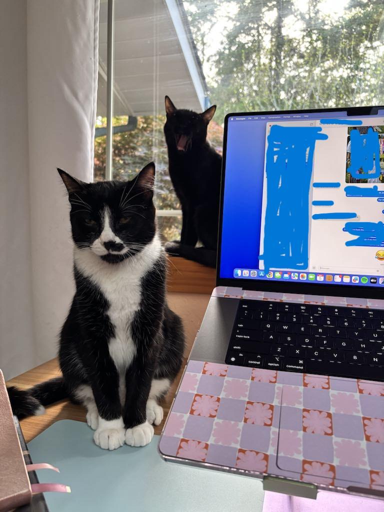 Coal & Obsidian - Bonded Brothers, a Adoptable mixed breed in Tacoma, WA image 1/6