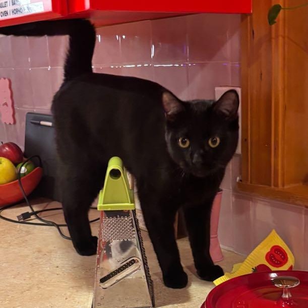 Coal & Obsidian - Bonded Brothers, a Adoptable mixed breed in Tacoma, WA image 5/6