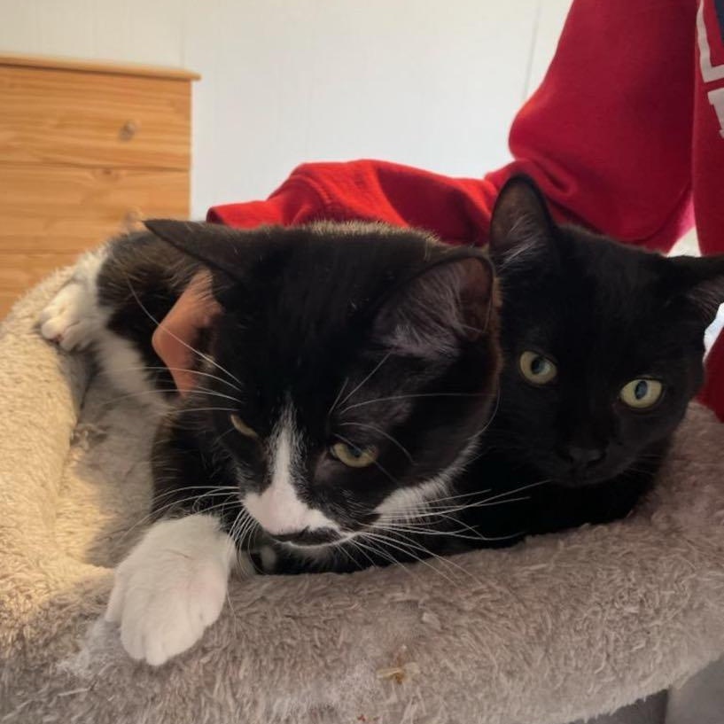 Coal & Obsidian - Bonded Brothers, a Adoptable mixed breed in Tacoma, WA image 3/6