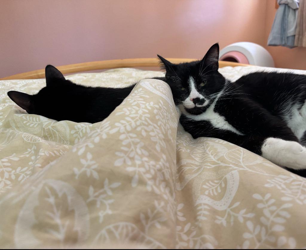 Coal & Obsidian - Bonded Brothers, a Adoptable mixed breed in Tacoma, WA image 6/6