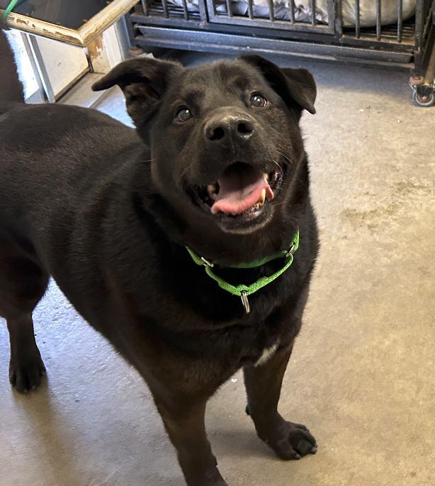 Enlarge Junior, a Adoptable mixed breed in Russellton, PA image 5/5