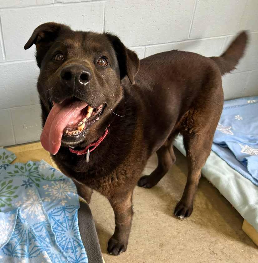 Enlarge Junior, a Adoptable mixed breed in Russellton, PA image 1/5