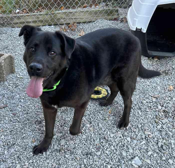 Enlarge Junior, a Adoptable mixed breed in Russellton, PA image 3/5