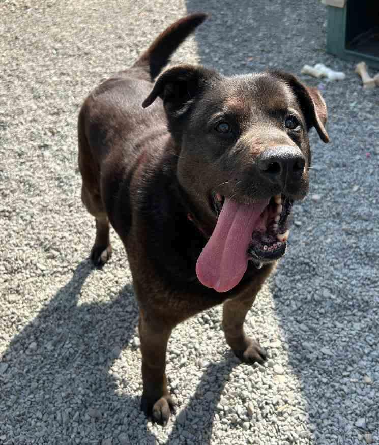 Junior, Senior Male Chocolate Labrador Retriever