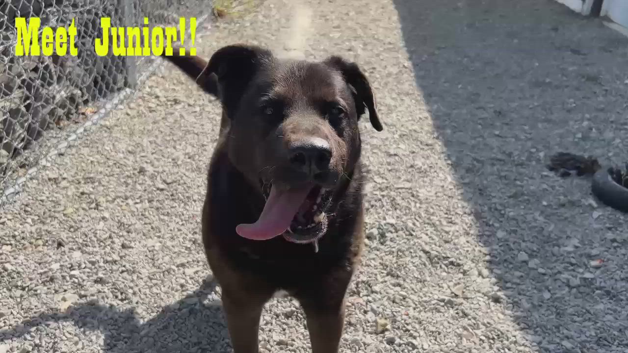 Enlarge Junior, a Adoptable mixed breed in Russellton, PA video 4/5