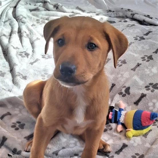 Ronno — thumbnail 2