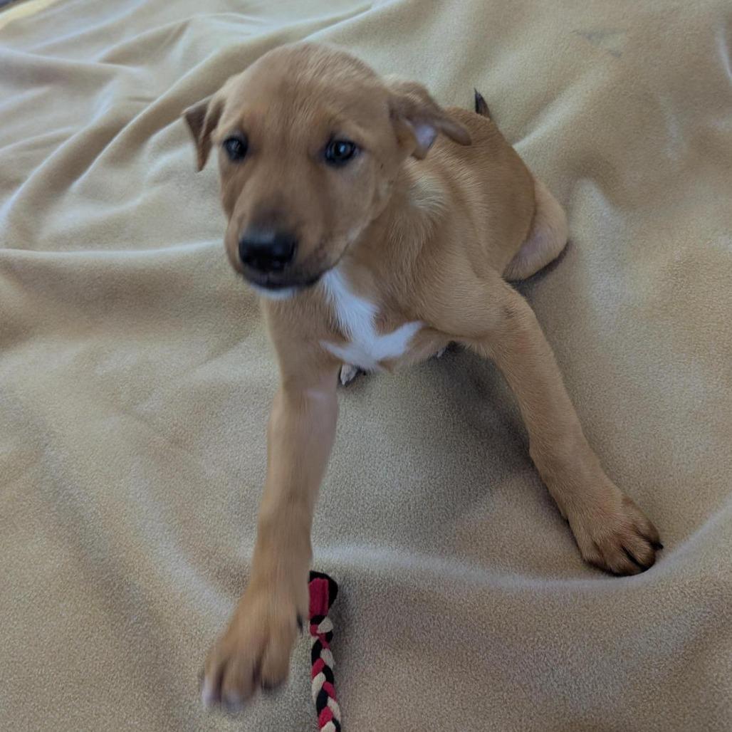 Ronno — thumbnail 3