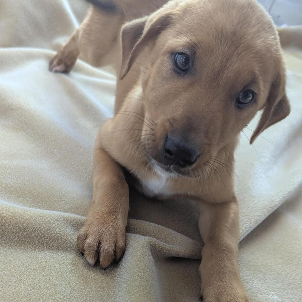 Ronno — thumbnail 4