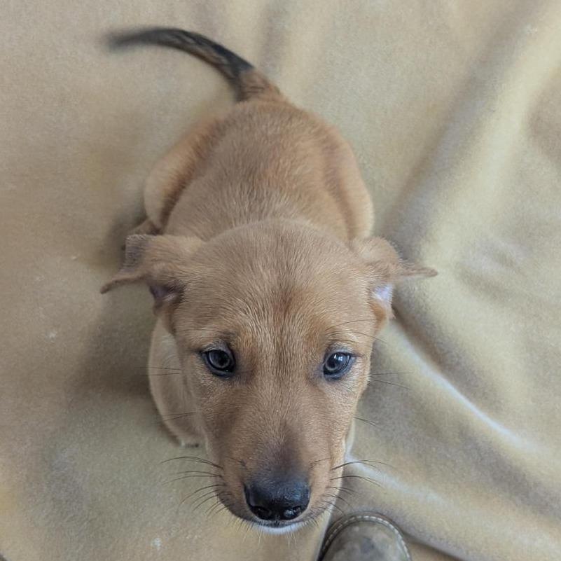 Ronno — thumbnail 5