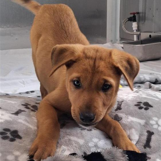 Ronno — thumbnail 6