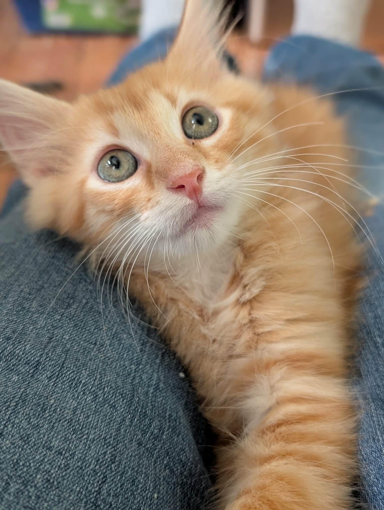Enlarge Zane, an adopted Domestic Medium Hair in Granite Falls, NC image 1/6