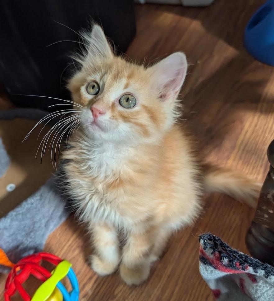 Enlarge Zane, an adopted Domestic Medium Hair in Granite Falls, NC image 4/6
