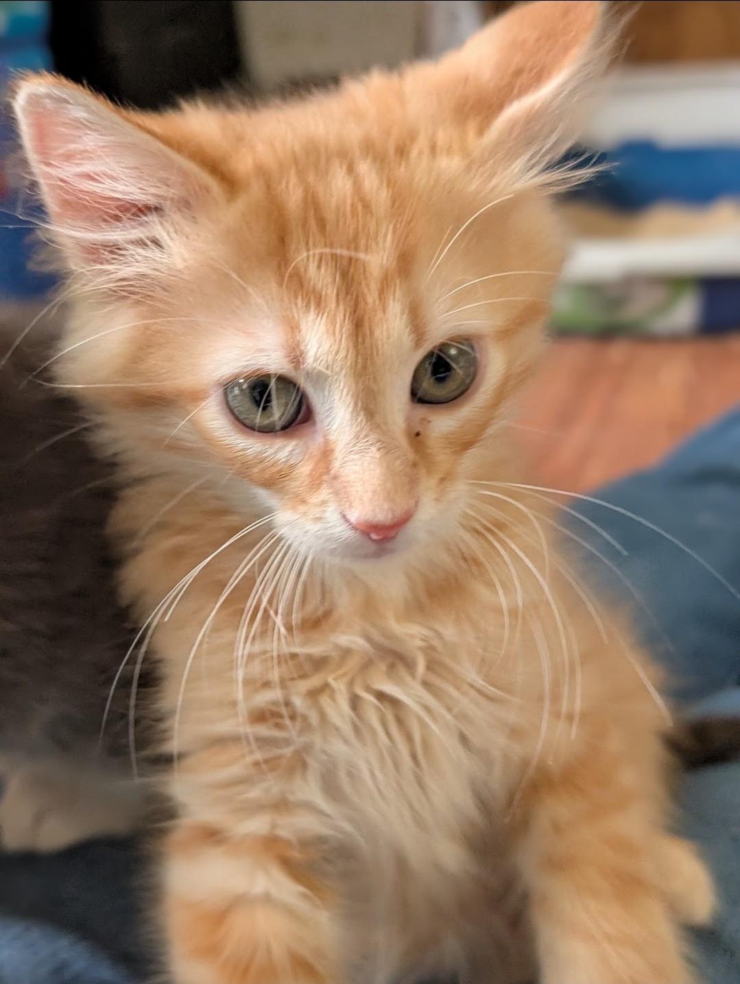 Enlarge Zane, an adopted Domestic Medium Hair in Granite Falls, NC image 5/6