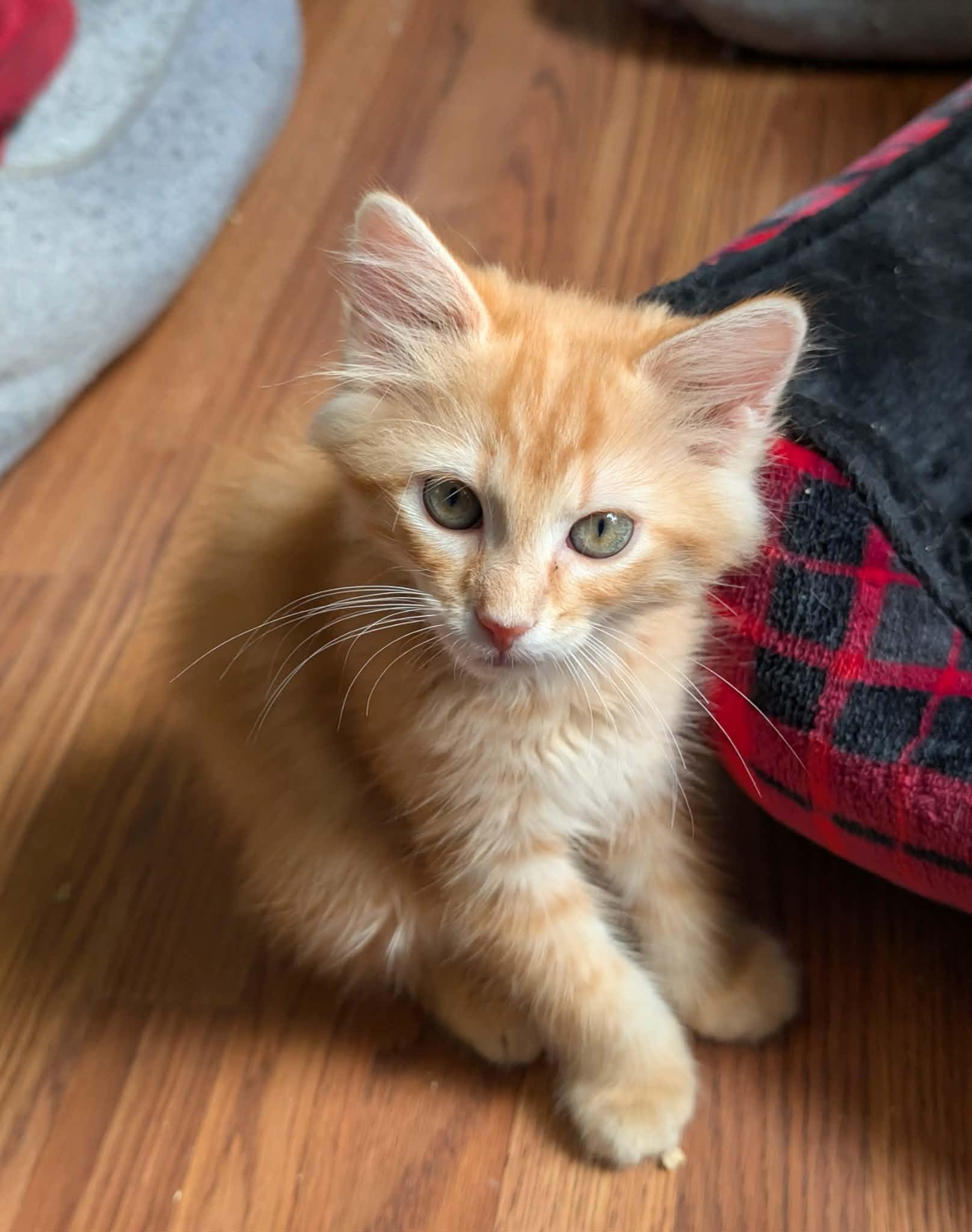 Enlarge Zane, an adopted Domestic Medium Hair in Granite Falls, NC image 2/6