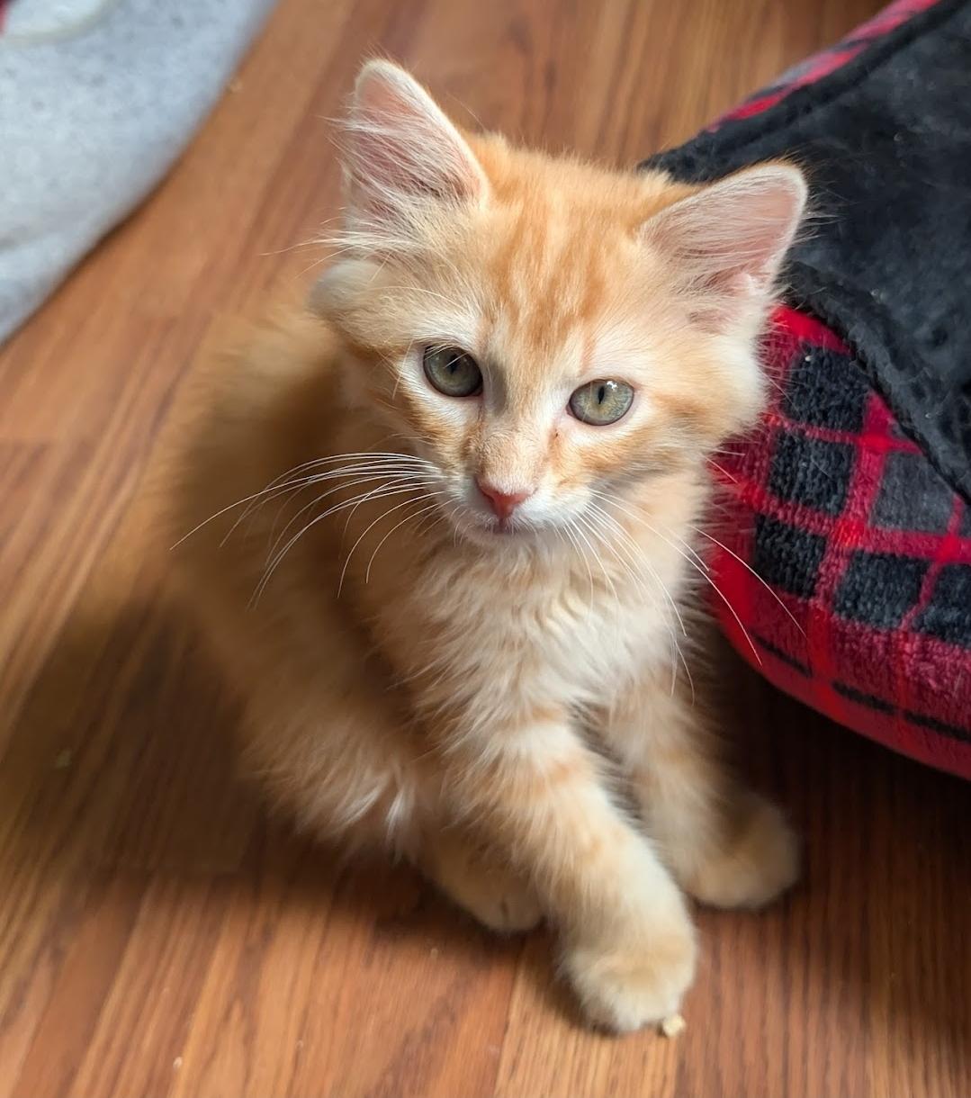 Enlarge Zane, an adopted Domestic Medium Hair in Granite Falls, NC image 3/6