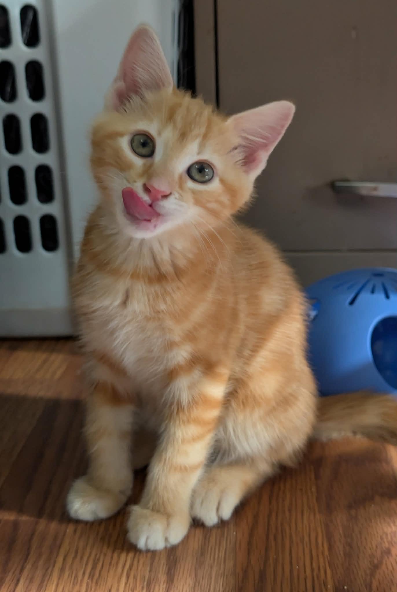 Enlarge Zane, an adopted Domestic Medium Hair in Granite Falls, NC image 6/6