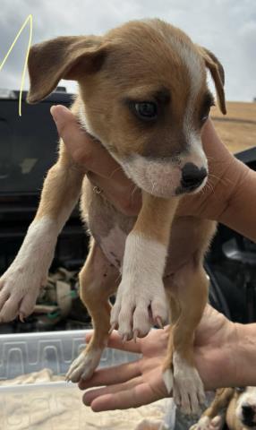 Charlie (formerly A10) -- URGENT!! OUT OF TIME!!