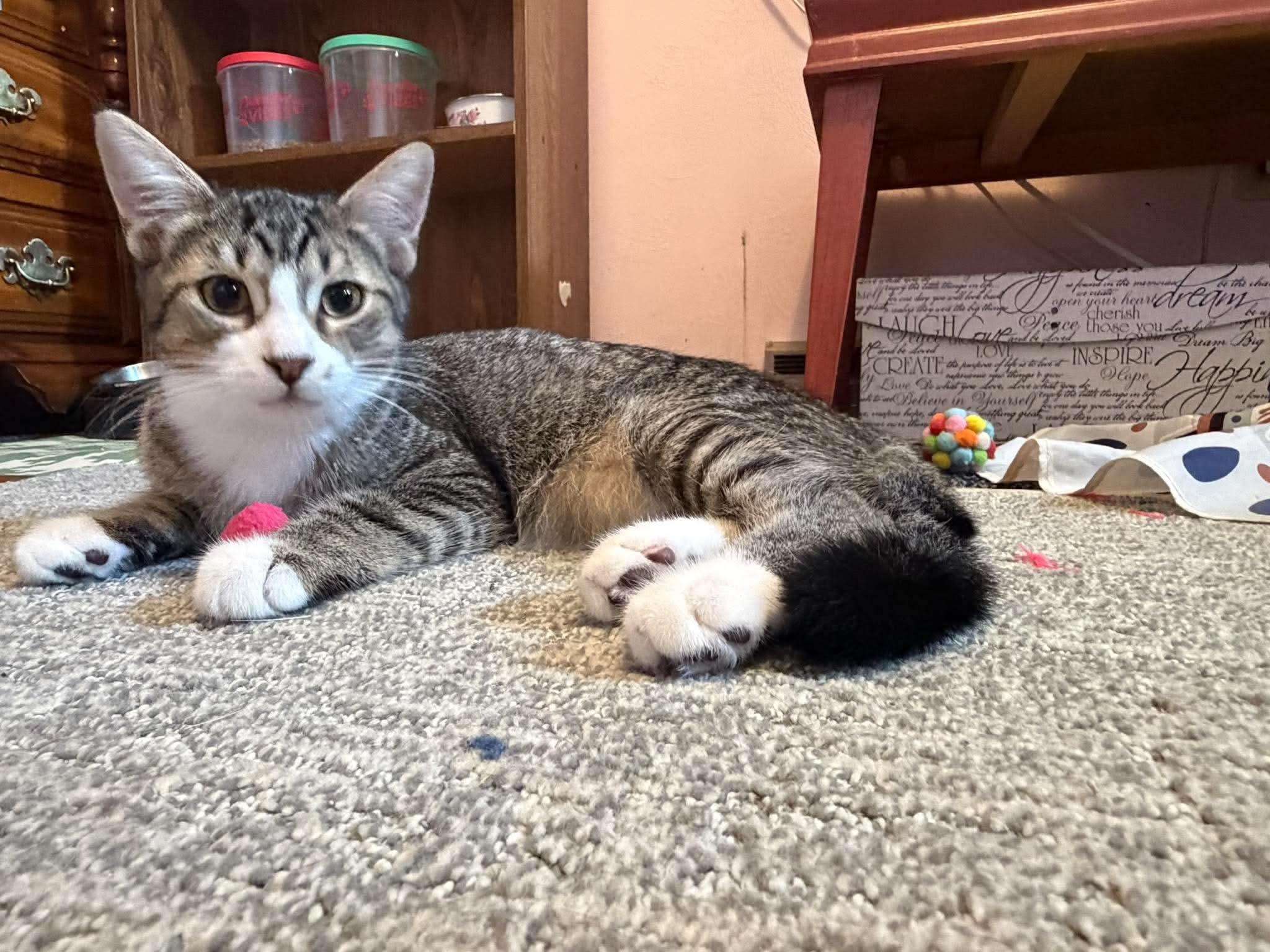 Milo, ADOPTABLE, Kitten Male Domestic Short Hair.