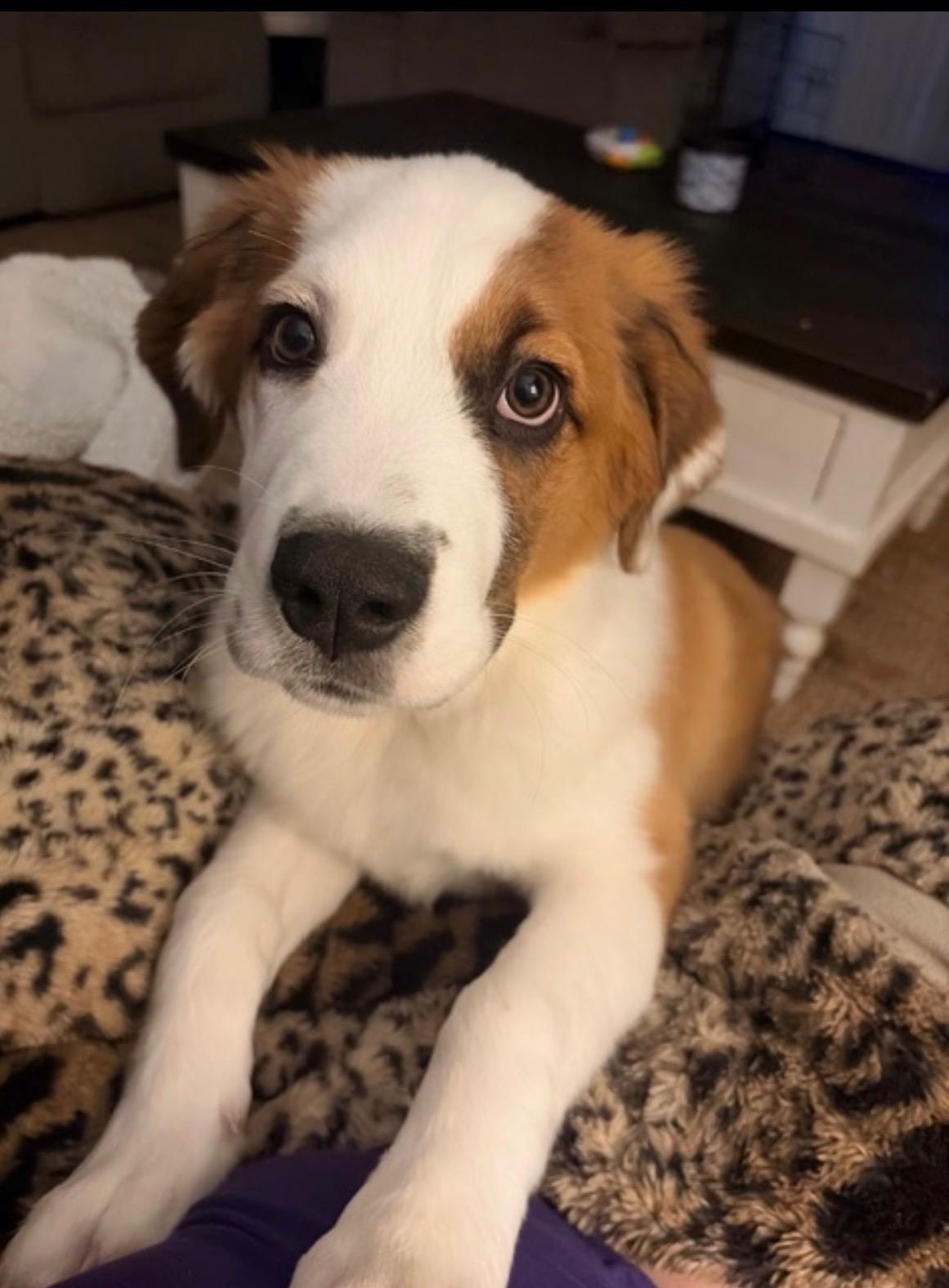 Enlarge Tilly, an adopted mixed breed in Magnolia, TX image 1/3