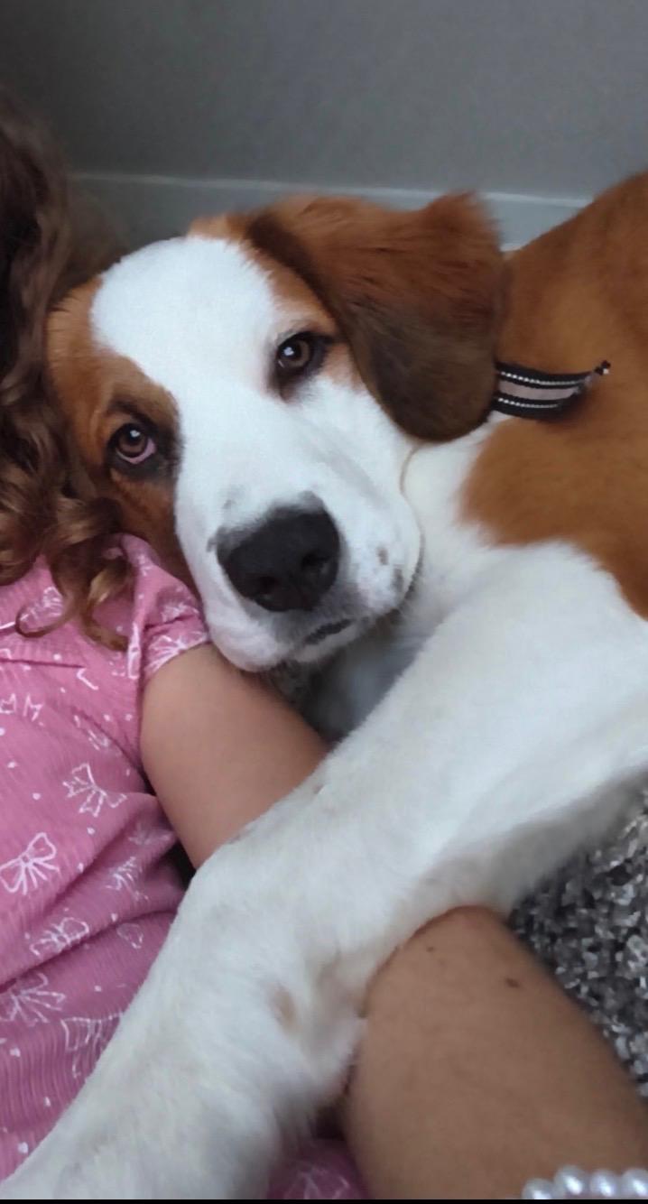 Enlarge Tilly, an adopted mixed breed in Magnolia, TX image 2/3