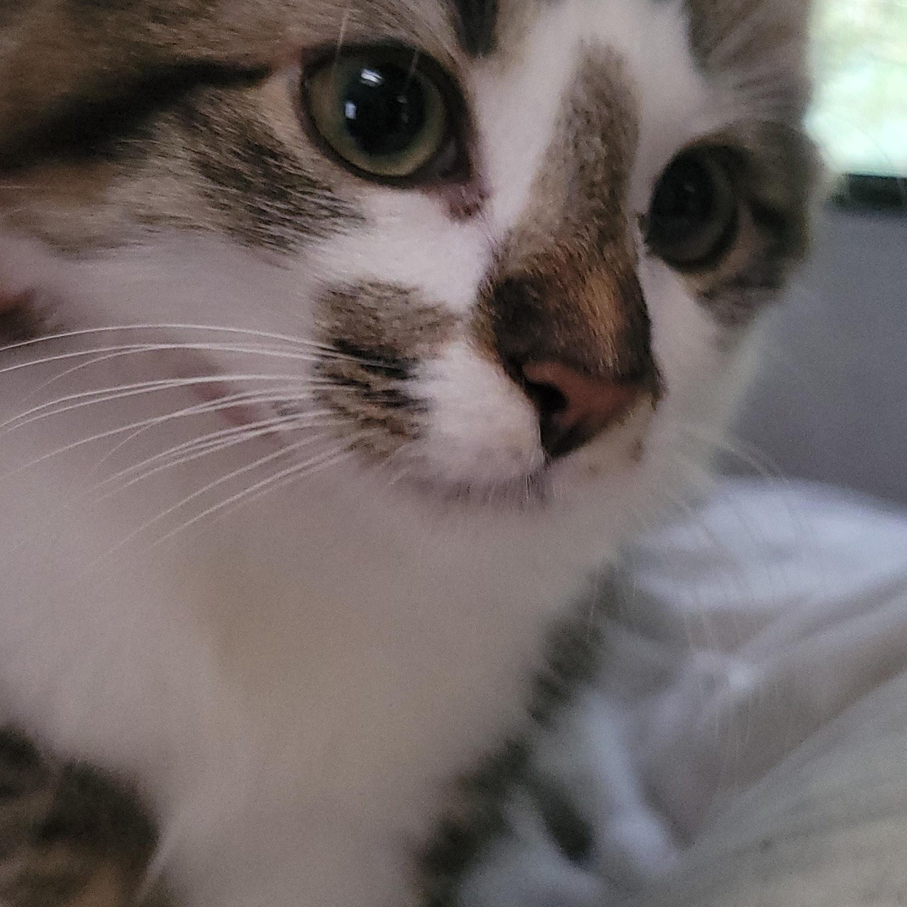 Coco, Adopted, Kitten Male Domestic Long Hair.