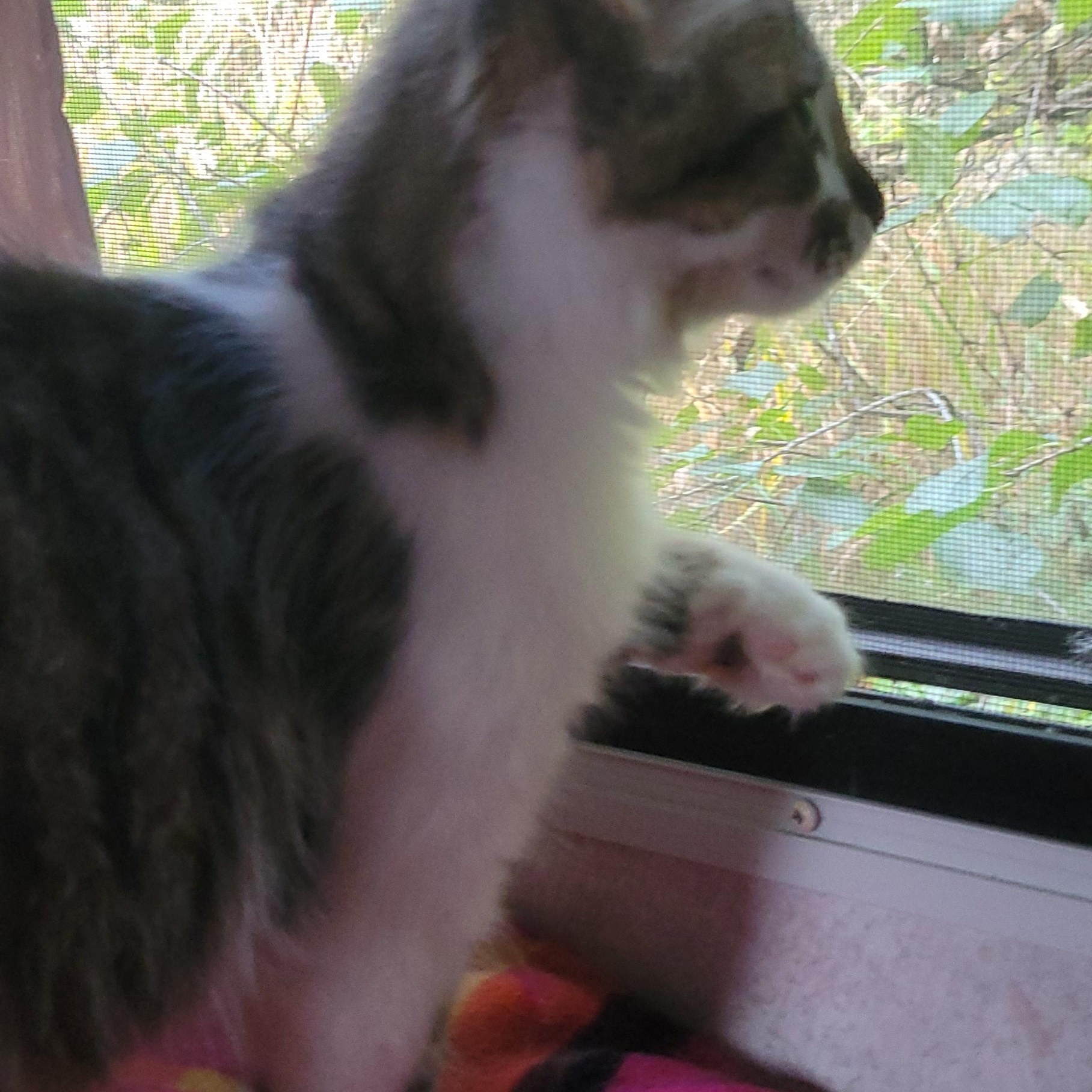 Enlarge Coco, a Adopted mixed breed in Racine, WI image 2/2