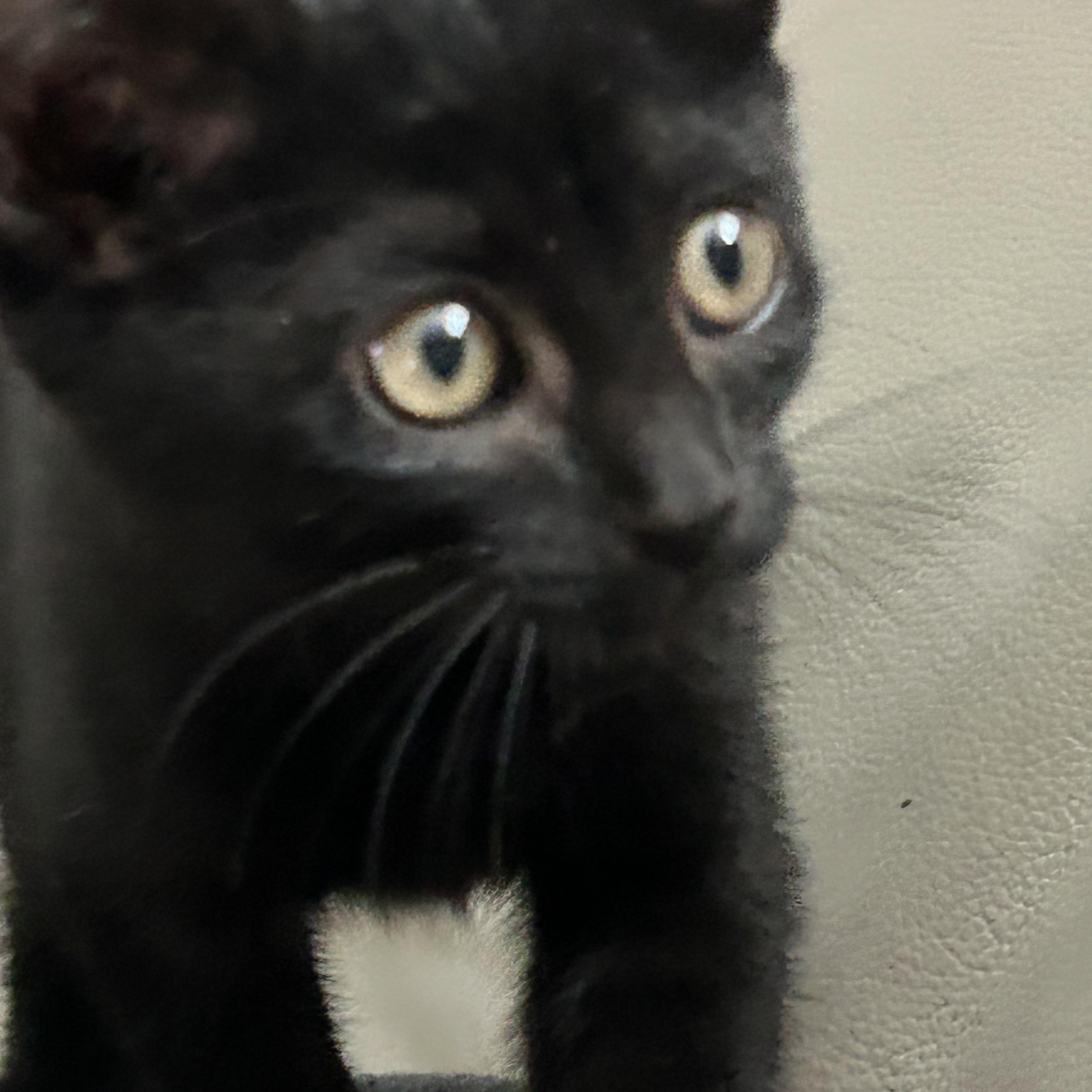Enlarge Blair & Serena, a Adopted Domestic Short Hair in Moses Lake, WA image 2/6