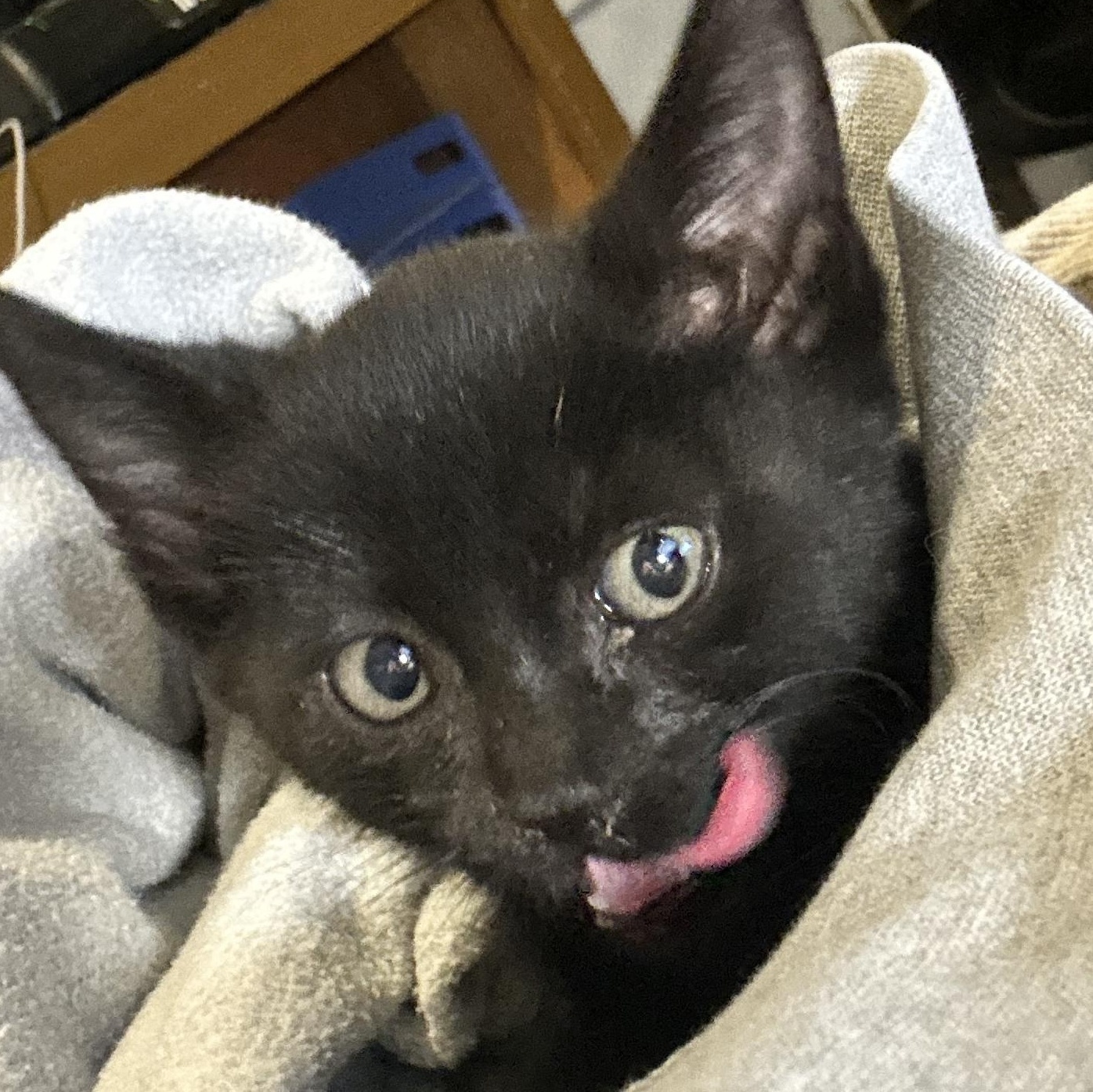 Enlarge Blair & Serena, a Adopted Domestic Short Hair in Moses Lake, WA image 6/6