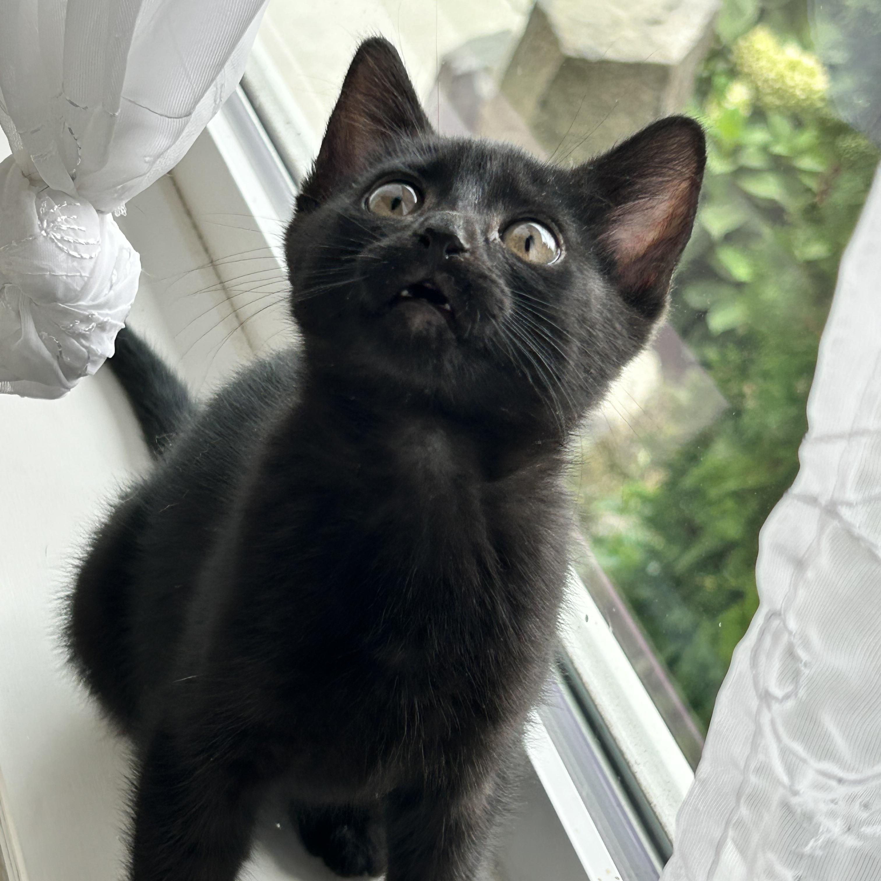 Enlarge Blair & Serena, a Adopted Domestic Short Hair in Moses Lake, WA image 1/6